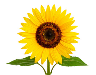 Naklejka premium Single Bright Sunflower Facing Forward with Full Green Leaves, Centered, Transparent Background