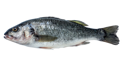 Obraz premium Fresh sea bass, detailed view, isolated on white background, ideal for culinary presentations.