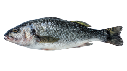 Fresh sea bass, detailed view, isolated on white background, ideal for culinary presentations.