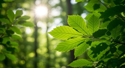 Fresh Green Leaves in Sunlight with Natural Bokeh Background