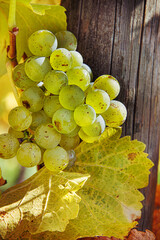 Sunlit cluster of ripe green vine grapes  during autumn harvest season. Bunch of grapes and...