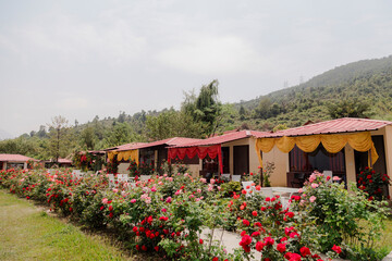 Charming cabins nestled in nature, framed by vibrant rose bushes and scenic mountain views,...