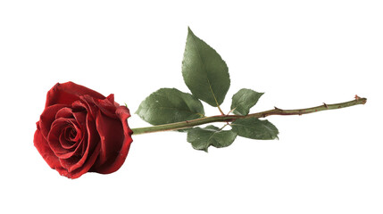Single red rose with green leaves, isolated on white background