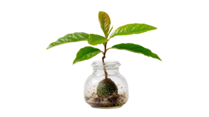 Small plant in a glass jar with soil, showcasing freshness and beauty, isolated on a white background.