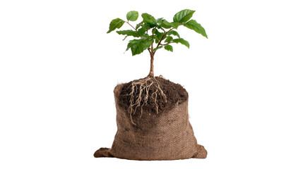 Small potted tree with roots and soil in burlap sack, isolated on white background.