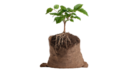Small potted tree with roots and soil in burlap sack, isolated on white background.