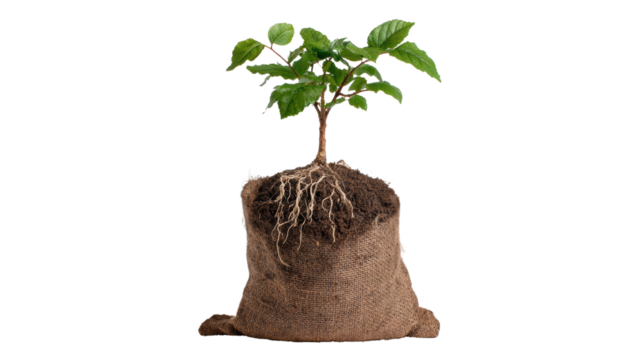 Small potted tree with roots and soil in burlap sack, isolated on white background.