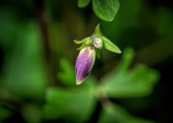 Purple Flower Bud Close-Up
