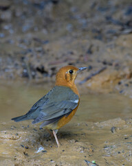 orange-headed thrush or Geokichla citrina seen in Karimganj, Assam, India