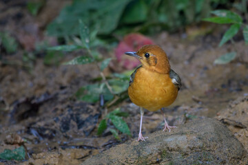 orange-headed thrush or Geokichla citrina seen in Karimganj, Assam, India