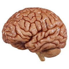 Detailed realistic human brain with cerebellum and brainstem isolated on transparent background