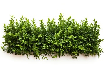 Obraz premium Lush green hedge on white