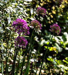 Garden flowers at Owl Barn