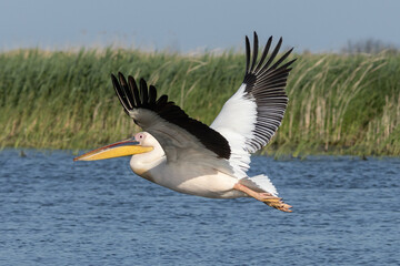 Rosapelikan im Flug