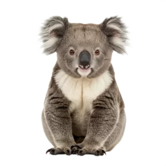 Fotobehang Koala Captivating Koala: A Stunning Close-Up  © noor