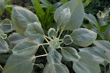 close up of sunflower before bloom