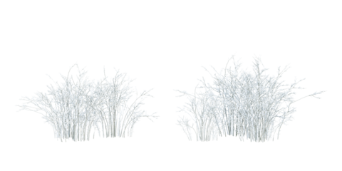 snow covered shurbs tree isolated on white