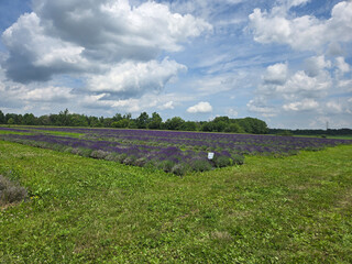 Blooming Lavender Field Under Summer Sky