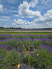 Fototapeta premium Blooming Lavender Field Under Summer Sky