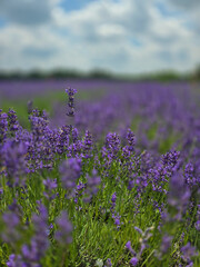 Blooming Lavender Field Under Summer Sky