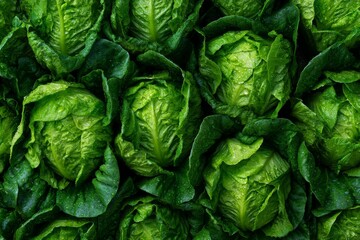 Fototapeta premium Fresh green cabbages with dew in a lush farm harvest