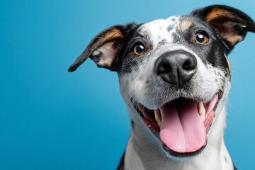 Happy Dog Smiling and Laughing in Front of Blue Background