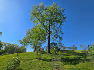 Majestic Green Tree Under Bright Blue Sky and Sunlight