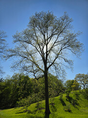 Majestic Green Tree Under Bright Blue Sky and Sunlight