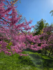 Pink Cherry Blossoms in Full Bloom at Royal Botanical Gardens, Burlington