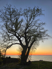 Lone Tree Overlooking a Calm Lake at Sunset