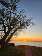 Lone Tree Overlooking a Calm Lake at Sunset