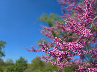 Pink Cherry Blossoms in Full Bloom at Royal Botanical Gardens, Burlington