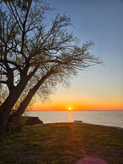 Lone Tree Overlooking a Calm Lake at Sunset