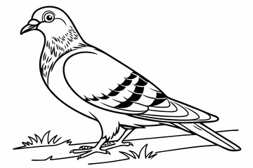 coloring page line art the pigeon black vector
