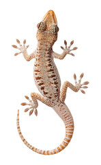 Obraz premium Common house gecko Isolated on Transparent Background PNG 
