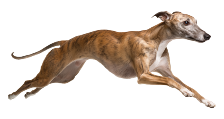 Greyhound Running Side View Isolated on Transparent Background PNG
