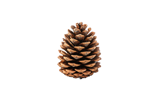 Large brown pine cone with overlapping scales arranged in spiral pattern, natural texture, isolated on a transparent background