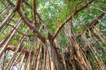 Ficus benghalensis, banyan fig, mangroves in India, tropical evergreen tree, large canopy coverage, aerial roots, monsoon and rainforests