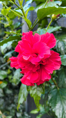 Bright Red Hibiscus Flower in Garden with Natural Green Background