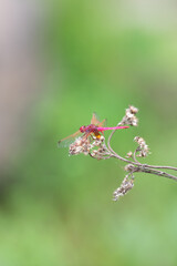 Trithemis annulata, violet marked dropwing darter, purple blushed or  plum coloured dragonfly, male insect in India