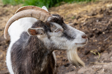 Serene Goat with Closed Eyes and Majestic Horns – Rustic Livestock Photography with Peaceful Expression