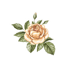 Antique vintage orange blossom one rose and leaves isolated on white background. Watercolor hand drawn illustration sketch