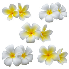 Fototapeta premium Group of white and yellow plumeria flowers isolated on transparent background