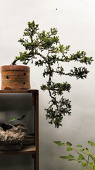 Minimalist Bonsai Tree in Clay Pot Against White Wall with Natural Lighting