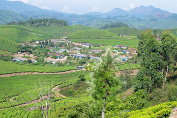 Tea growing area Munnar, plantation and village in India, landscape with fields in Kerala, Nilgiri hills , agriculture of Camellia Sansis plant