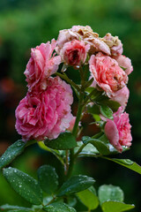 Faded Beauty: Weathered Pink Roses in Natural Decay