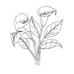 black and white calla lily hand drawing to color
