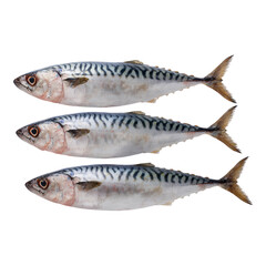 Isolated Mackerel Fish on Transparent Background