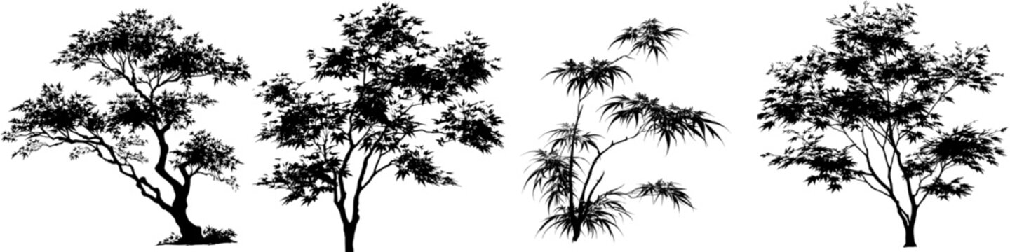 This image shows the silhouette of a Japanese maple, also known as Acer palmatum, highlighting its decorative leaves in a modern clipart style