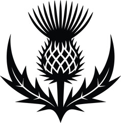 Black thistle silhouette plant flower